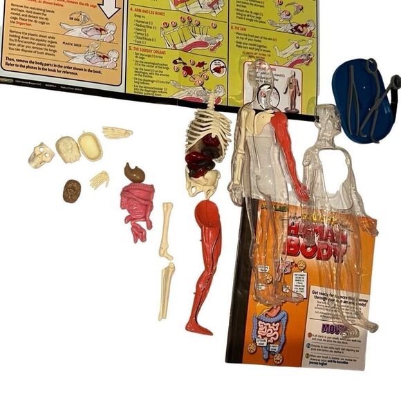 SmartLab Multicolor 29Pcs Educational Squishy Human Body Anatomy Model Kit 12" - Picture 7 of 9
